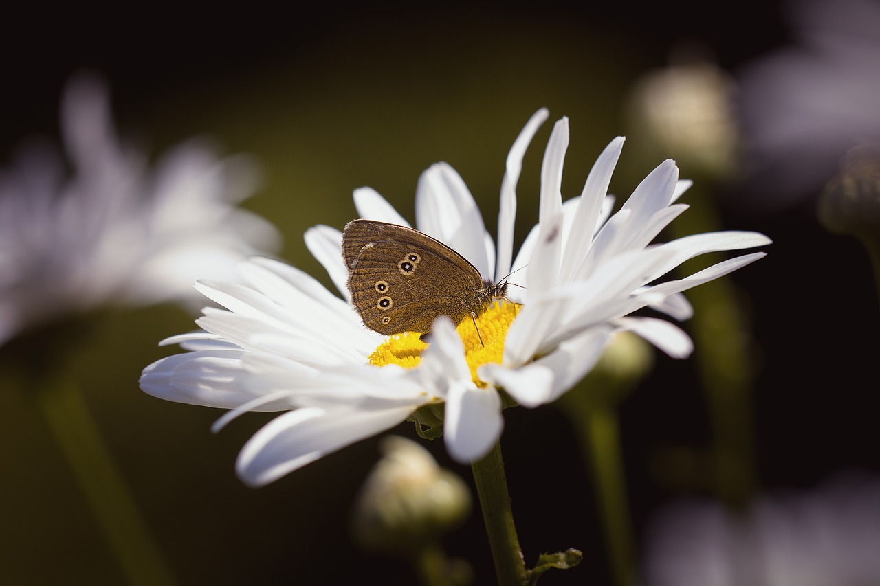 butterfly chimney sweep aphantopus hyperantus free photo