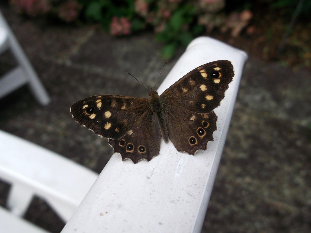 butterfly forest board game macro free photo