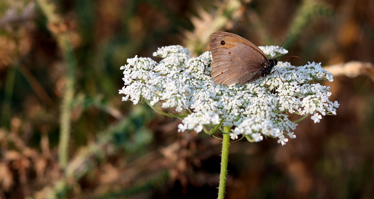 butterfly flower brown free photo