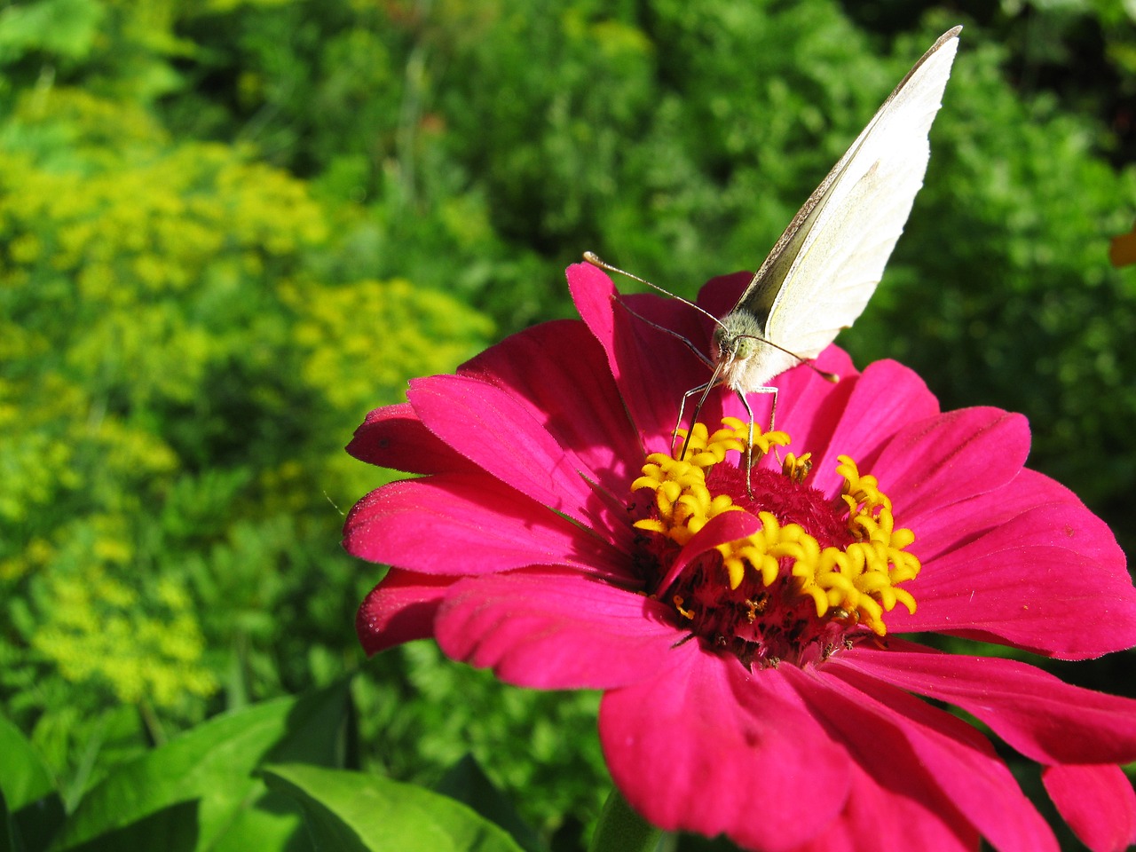 butterfly butterfly on a flower pink flower free photo