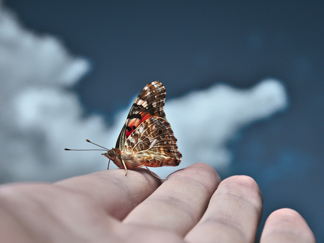 butterfly sky blue free photo