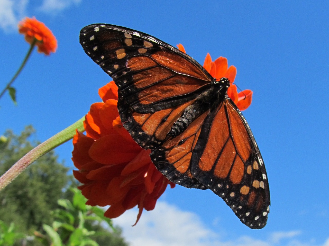 butterfly flower orange free photo