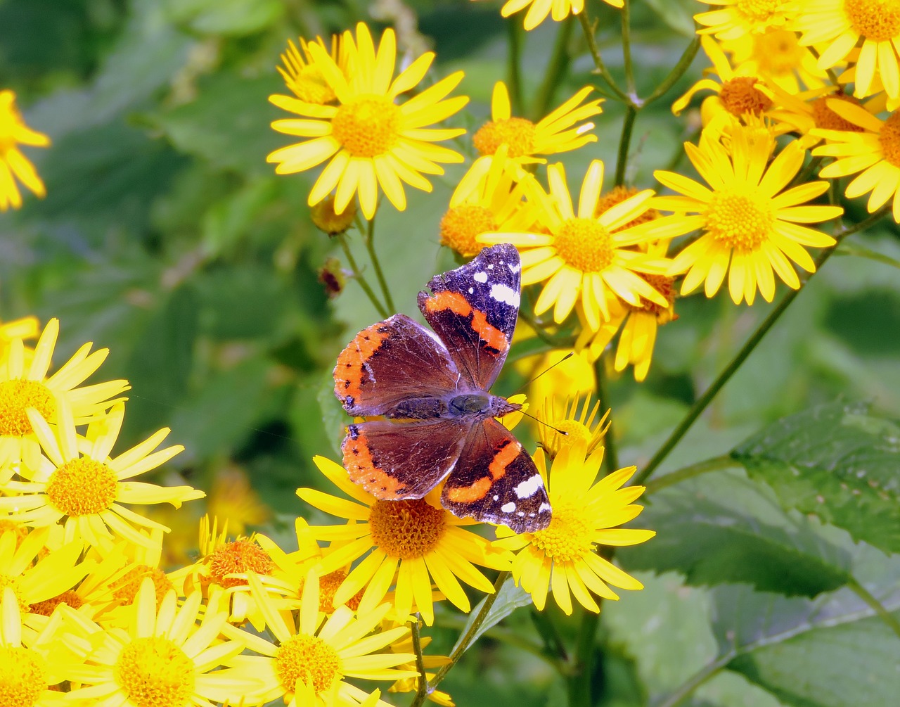 butterfly flowers butterfly on flower free photo