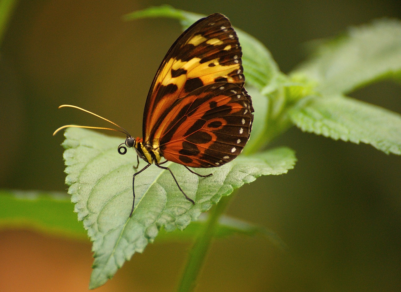 butterfly exotic tropical free photo