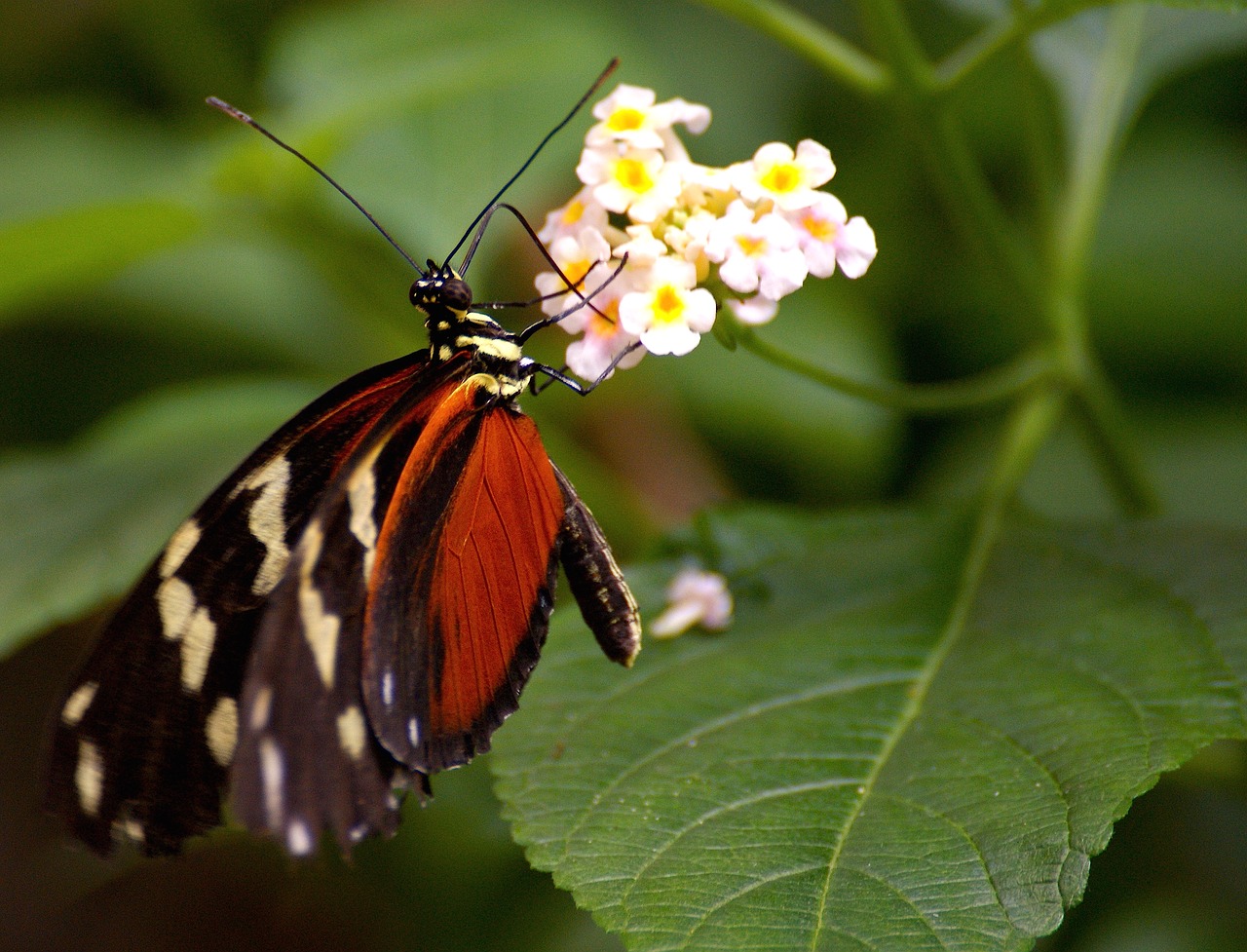 butterfly exotic tropical free photo