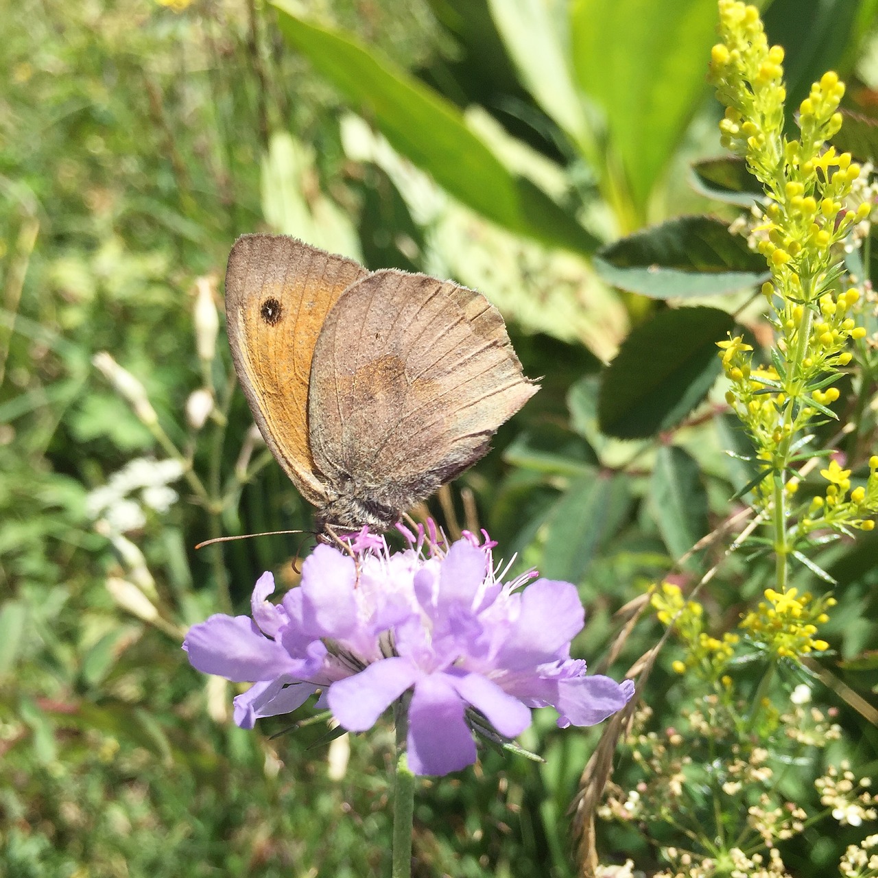 butterfly nature flower free photo