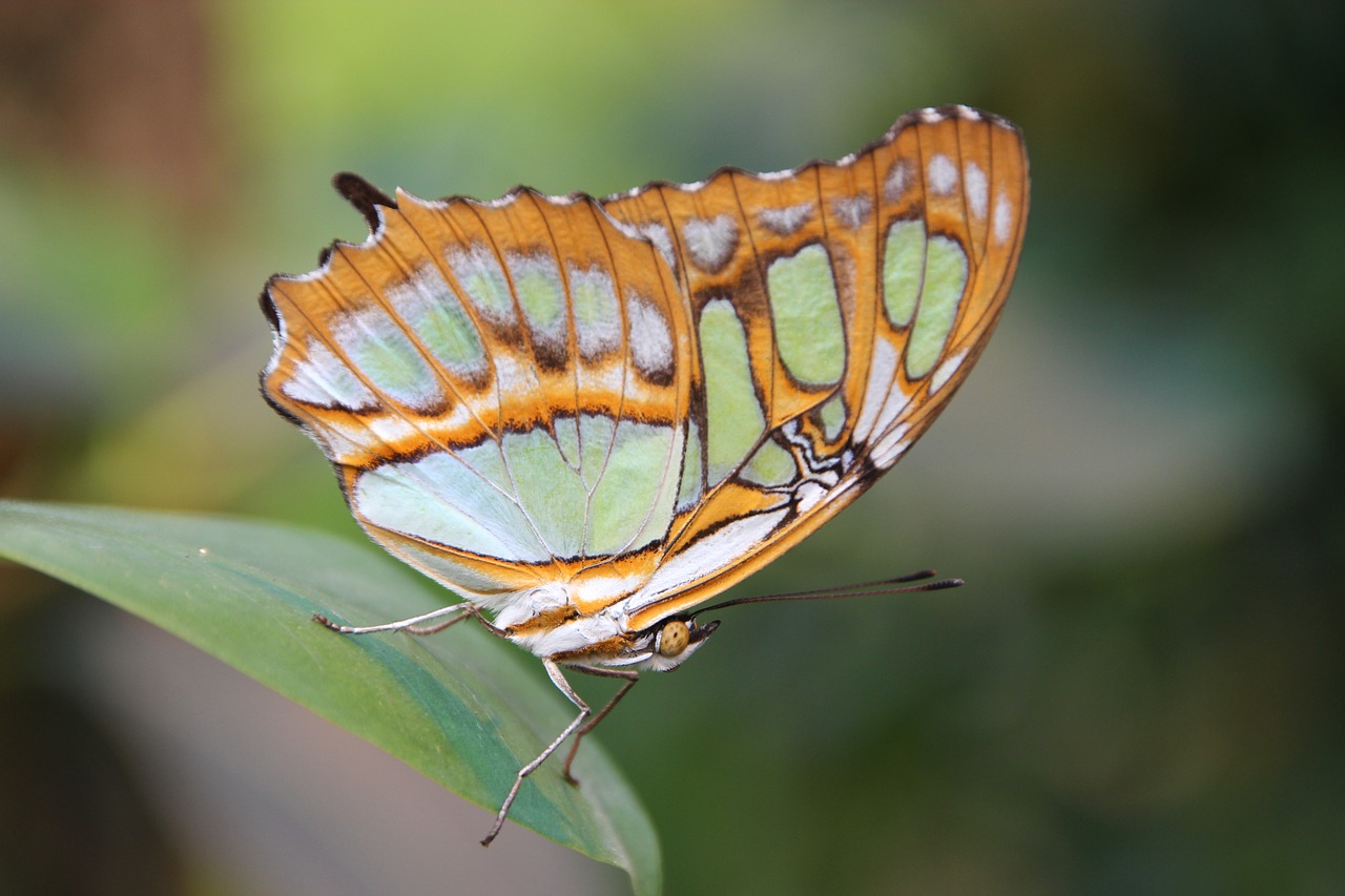 butterfly insect nature free photo