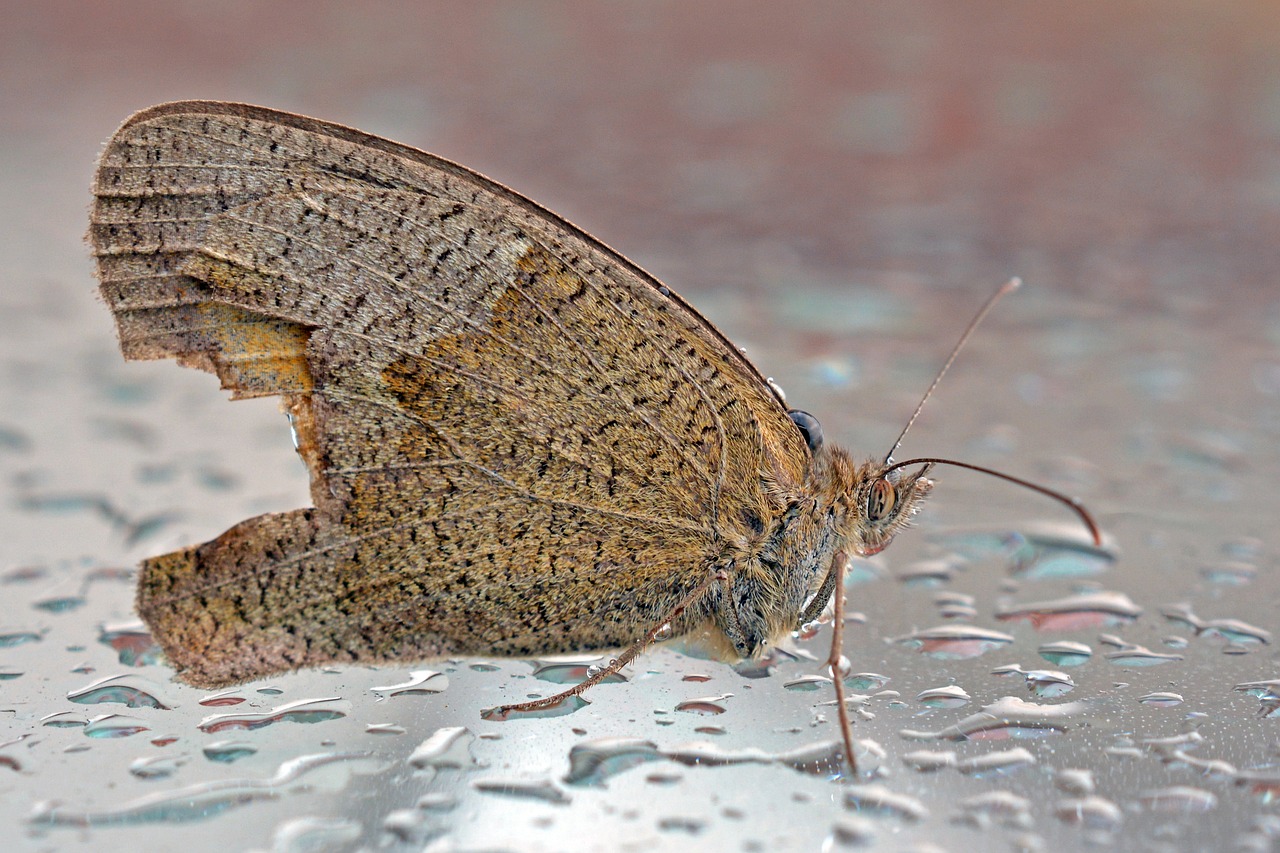 butterfly animal wet free photo