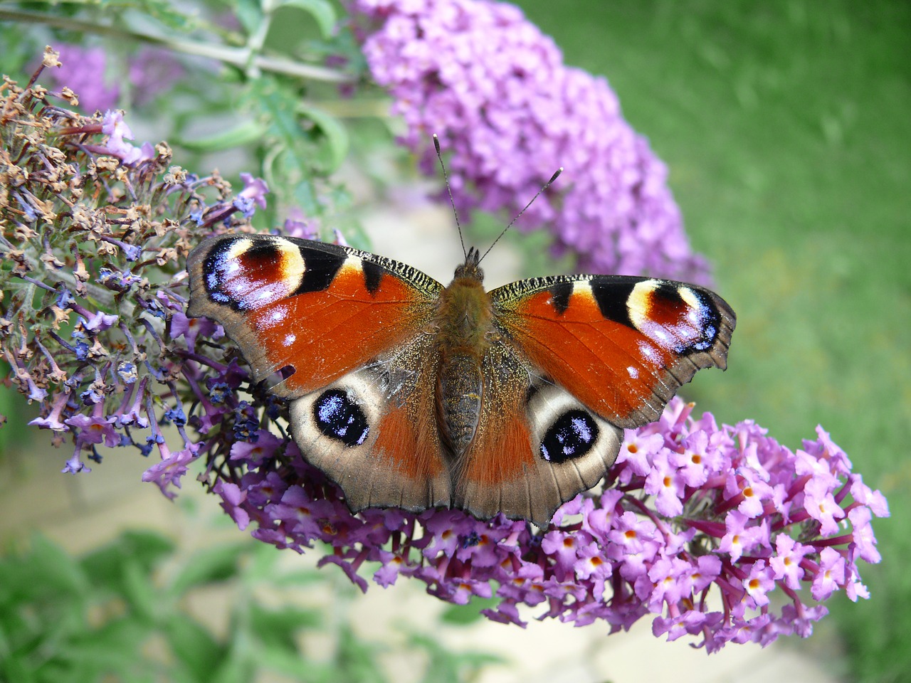 butterfly peacock butterfly summer lilac free photo