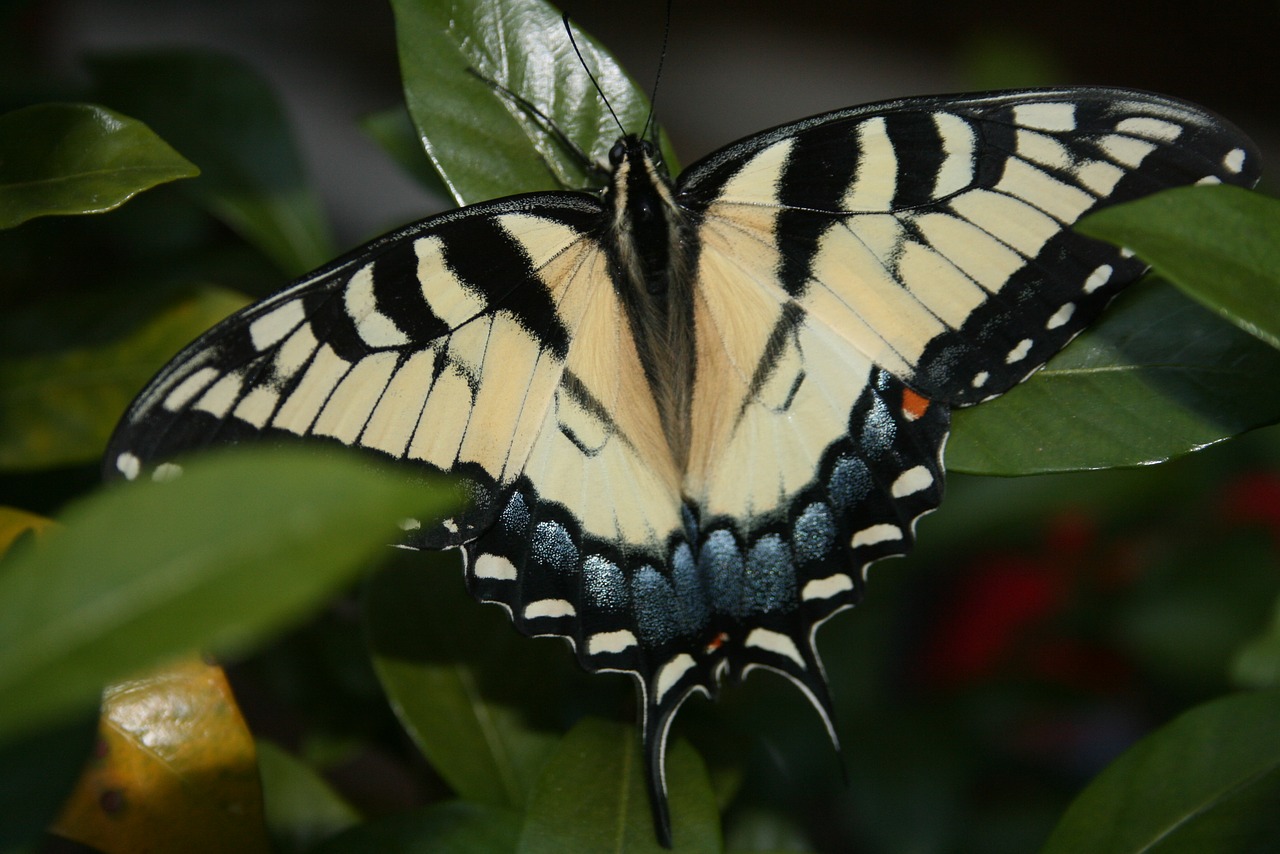 butterfly swallowtail insect free photo