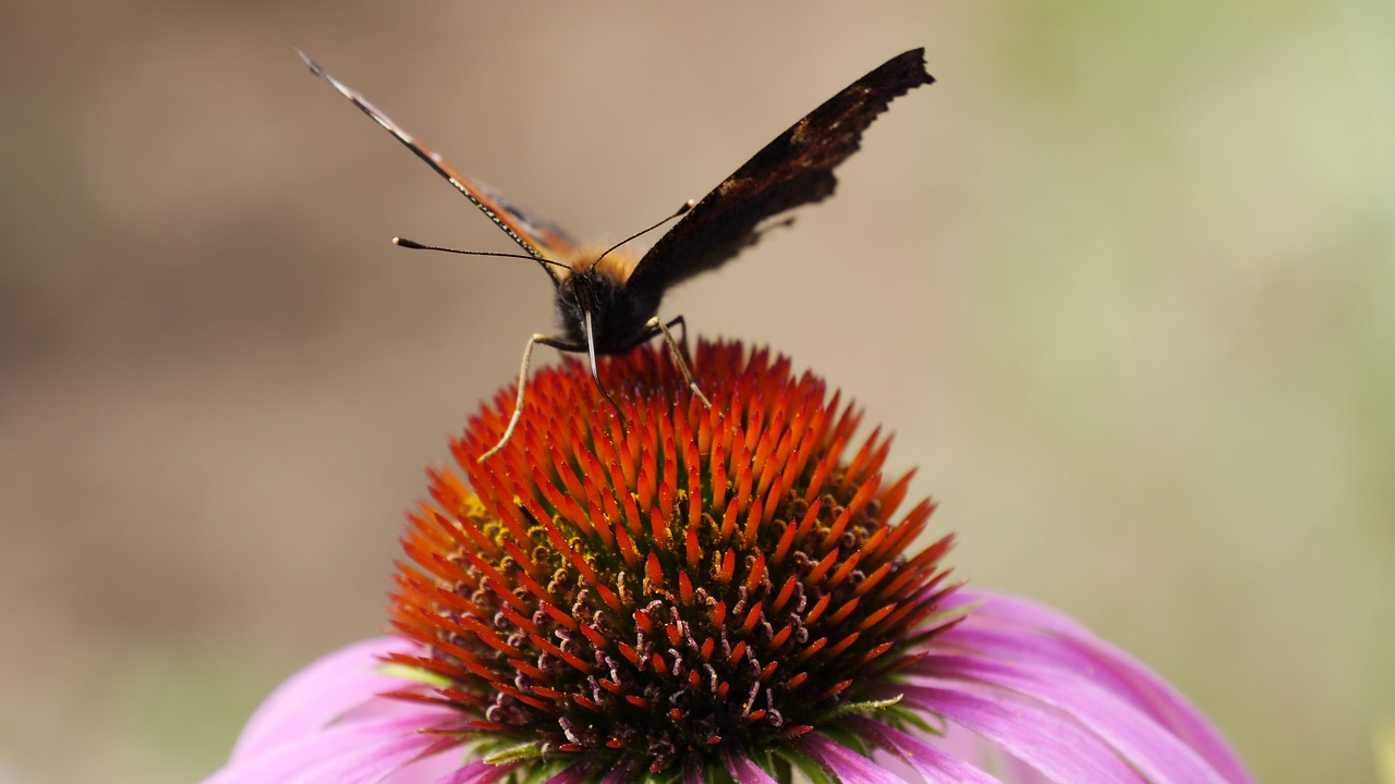 butterfly drinking summer free photo