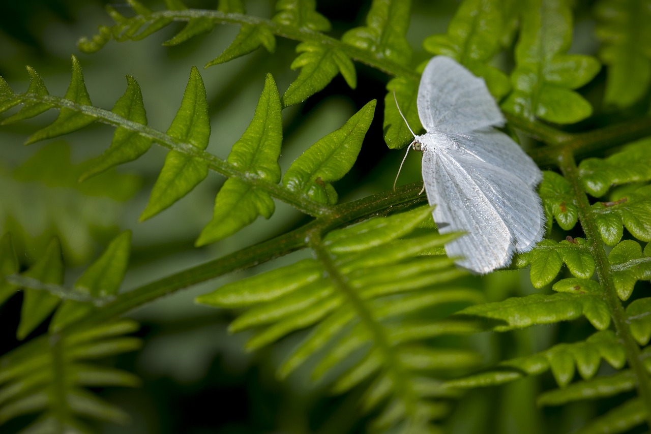 butterfly nature insect free photo