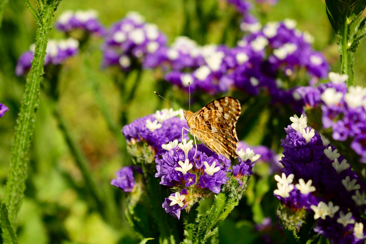 butterfly nature summer free photo