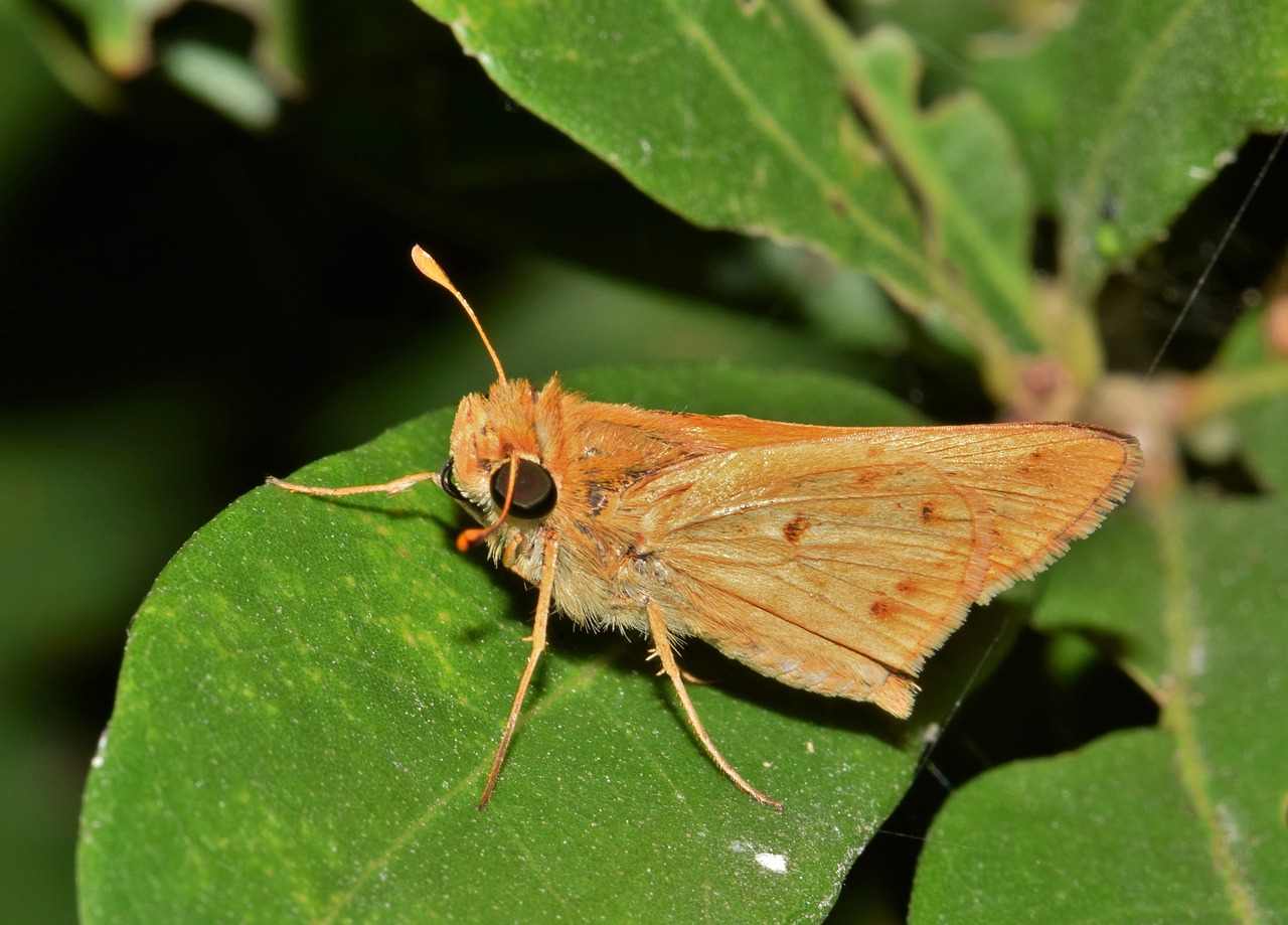 butterfly fiery skipper wings free photo