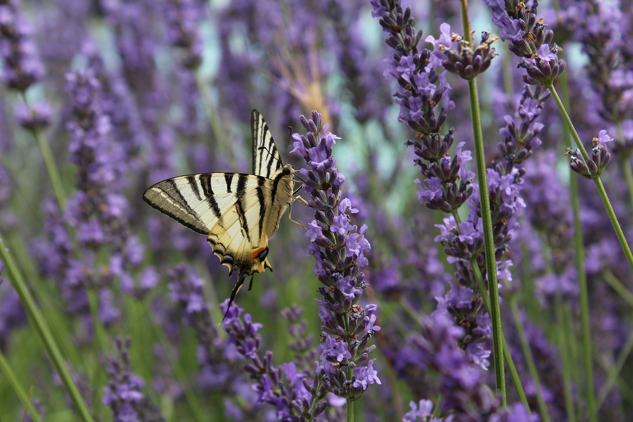 butterfly fly flower free photo