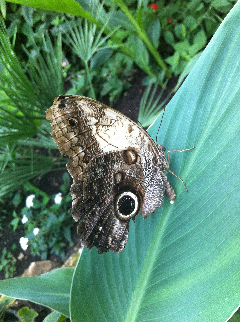 butterfly england holiday free photo