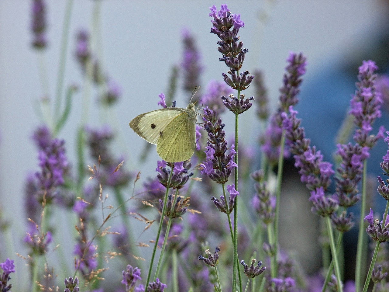 butterfly lavender purple free photo