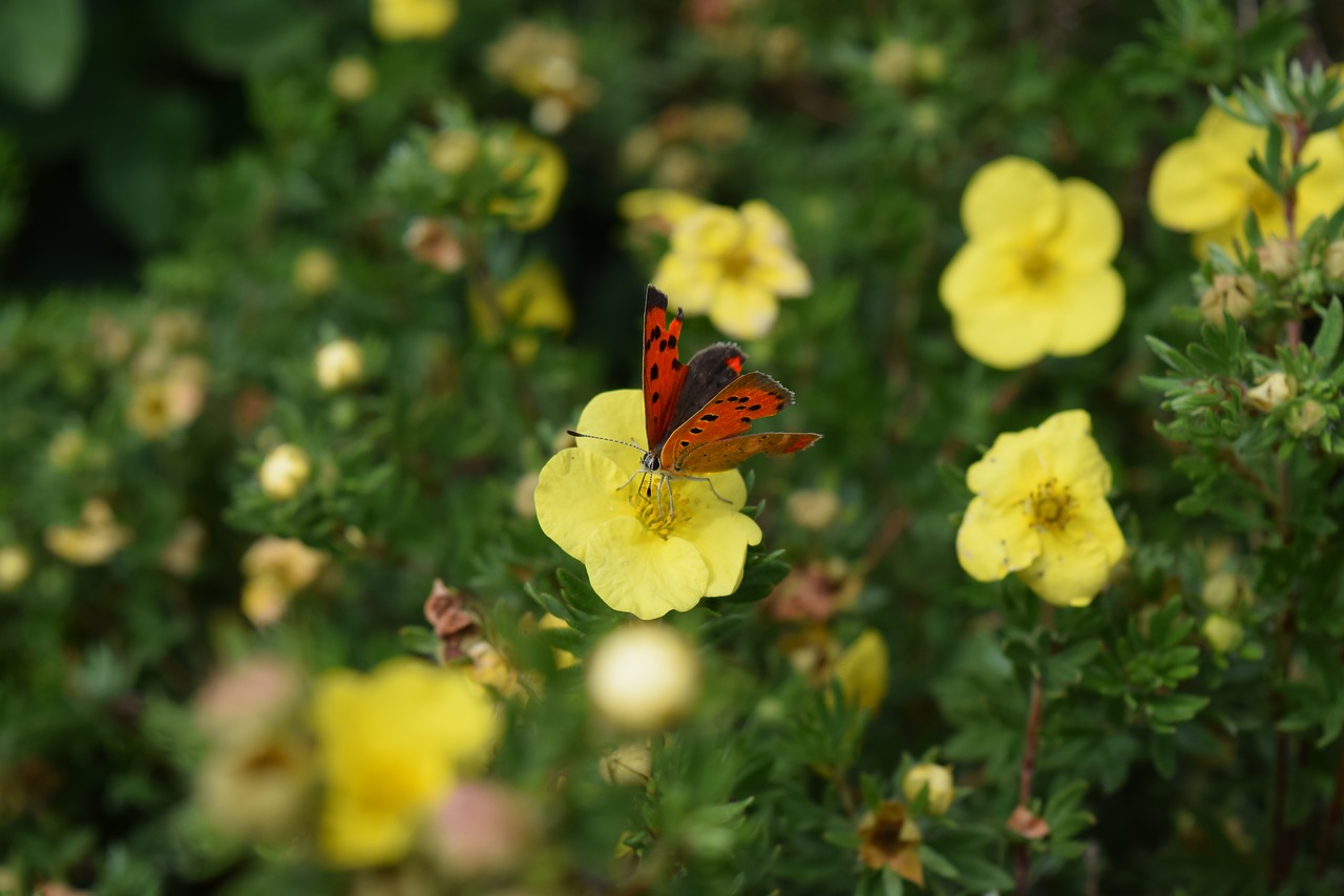 butterfly red yellow free photo
