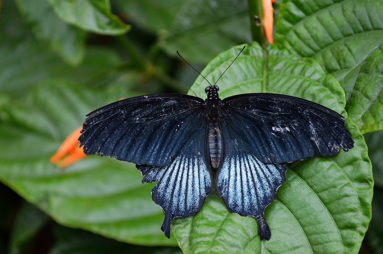 butterfly swallowtail insect free photo