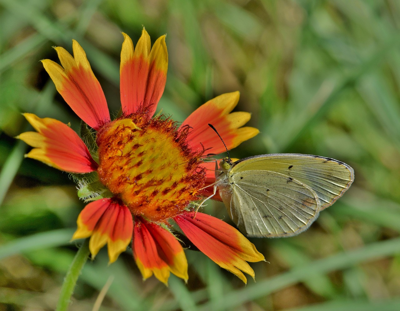 butterfly yellow butterfly sulphur free photo