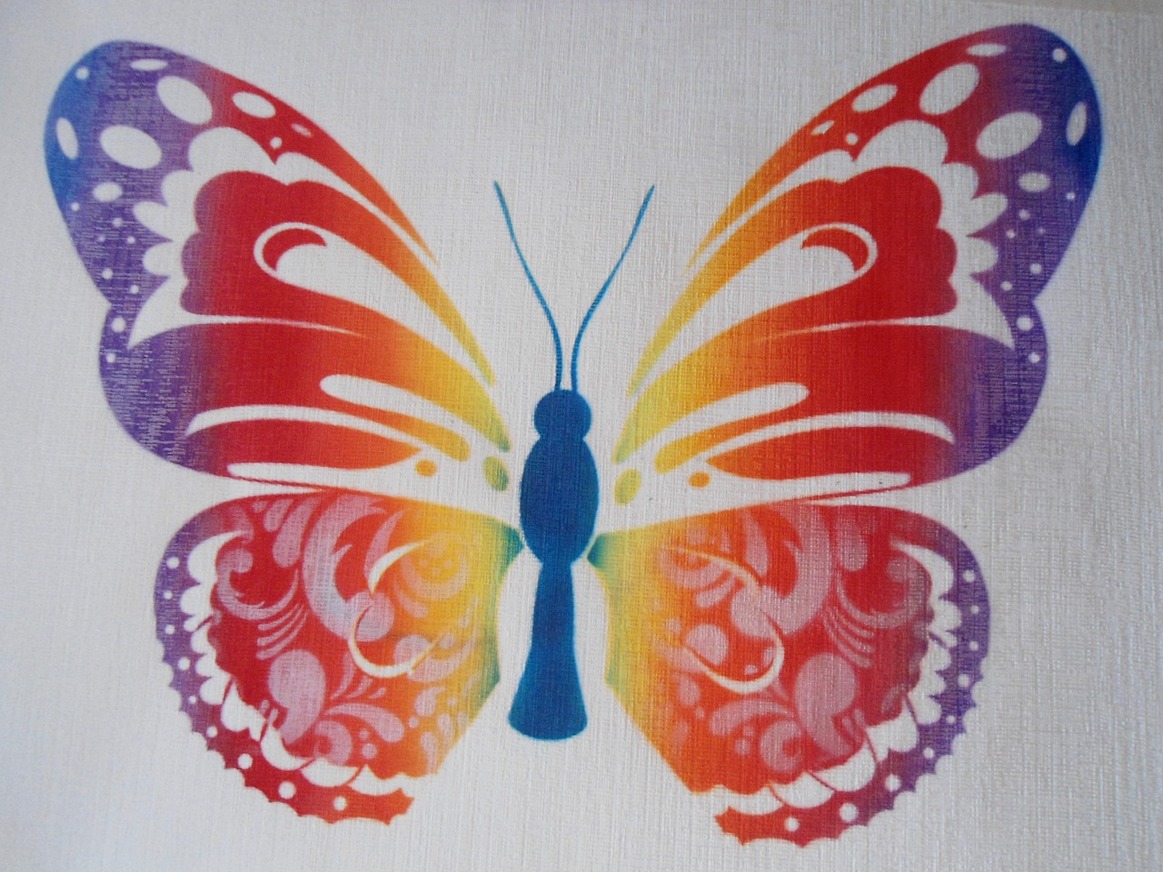 butterfly colorful color free photo