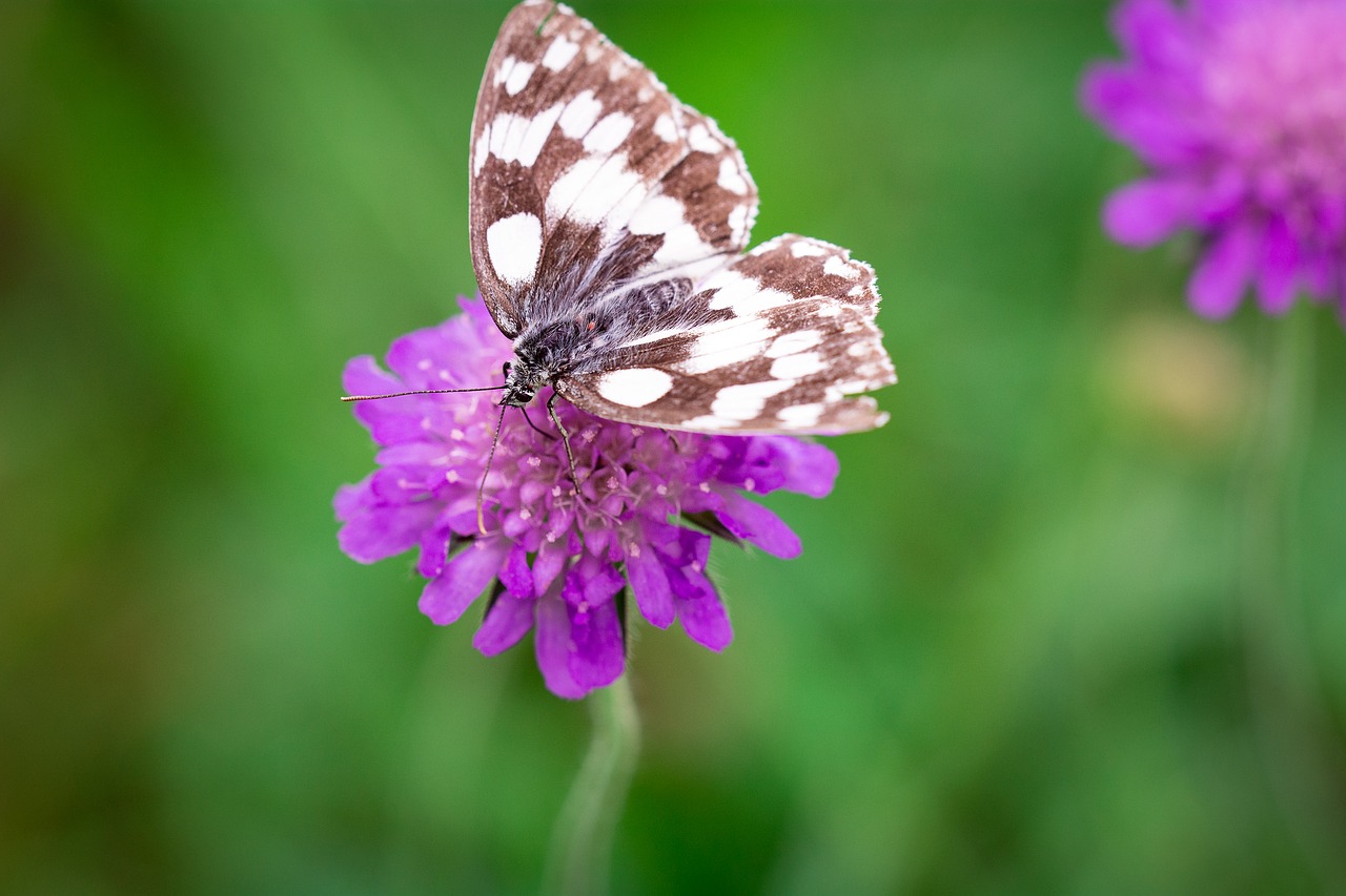 butterfly flower purple free photo