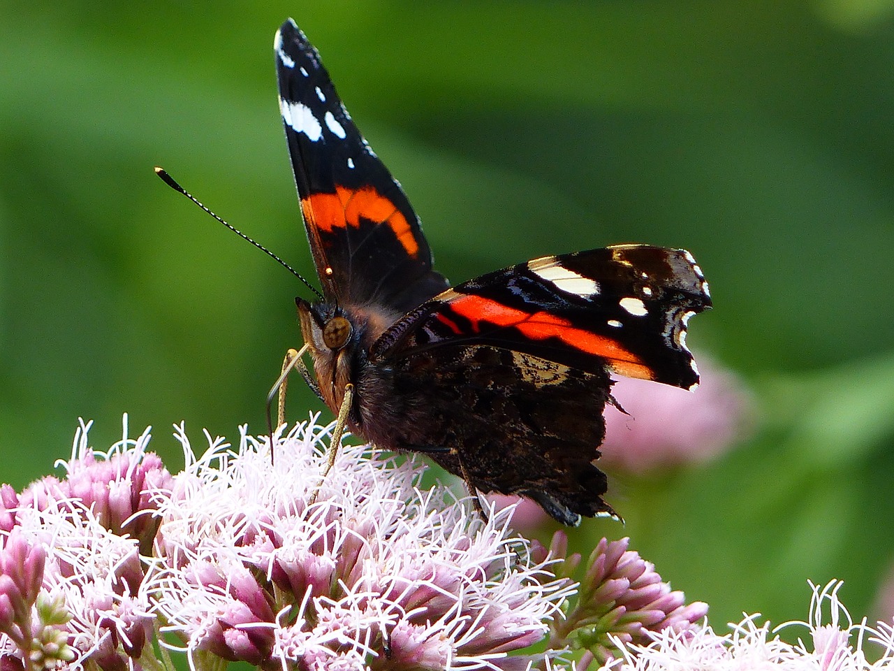 butterfly flower insect free photo