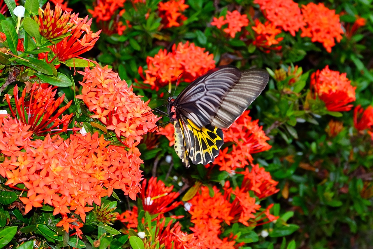 butterfly flower butterfly flower free photo