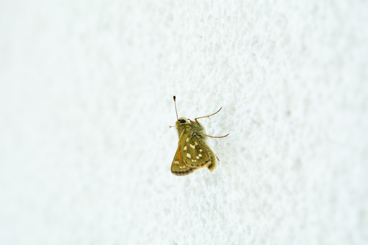 butterfly hesperia comma female free photo