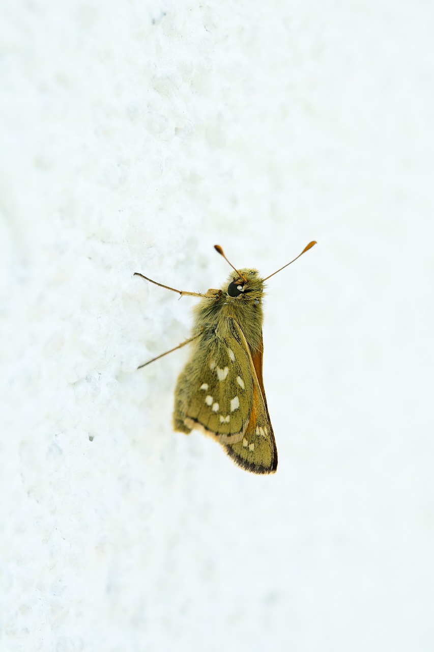 butterfly hesperia comma female free photo