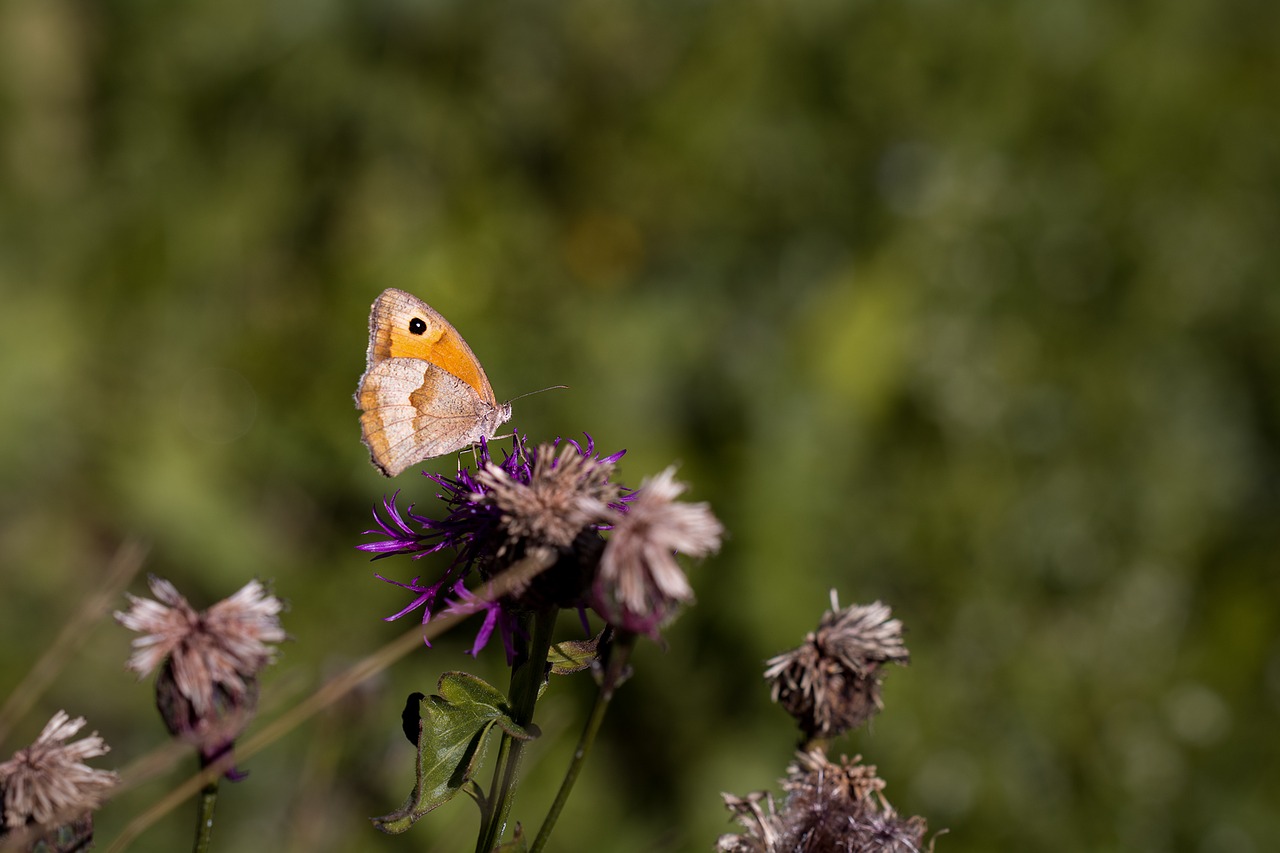 butterfly meadow brown maniola jurtina free photo