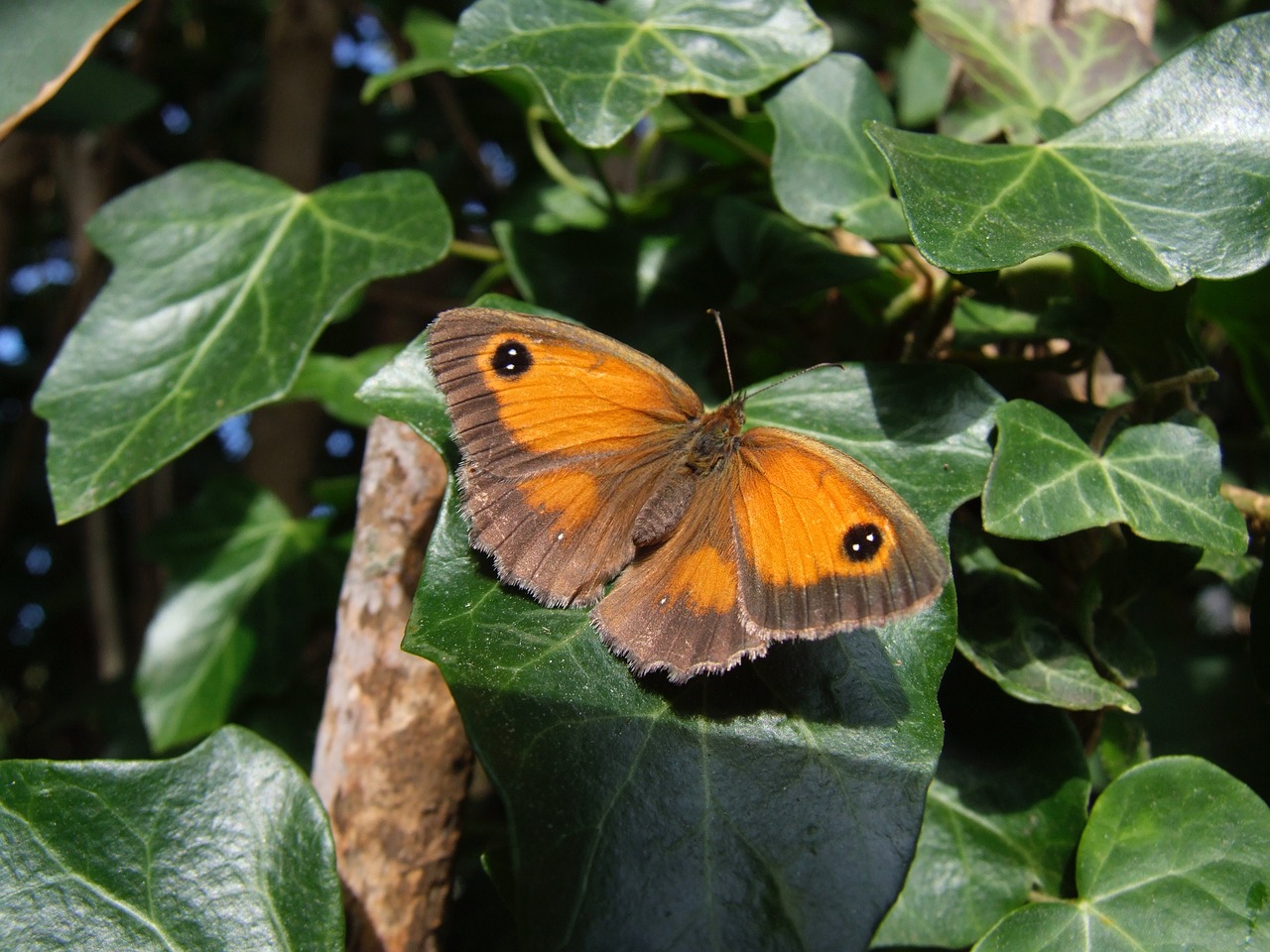 butterfly sussex uk free photo