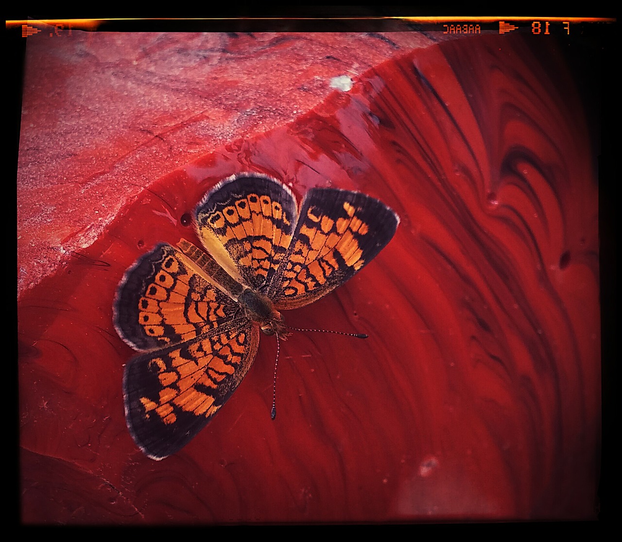 butterfly insect hot springs free photo
