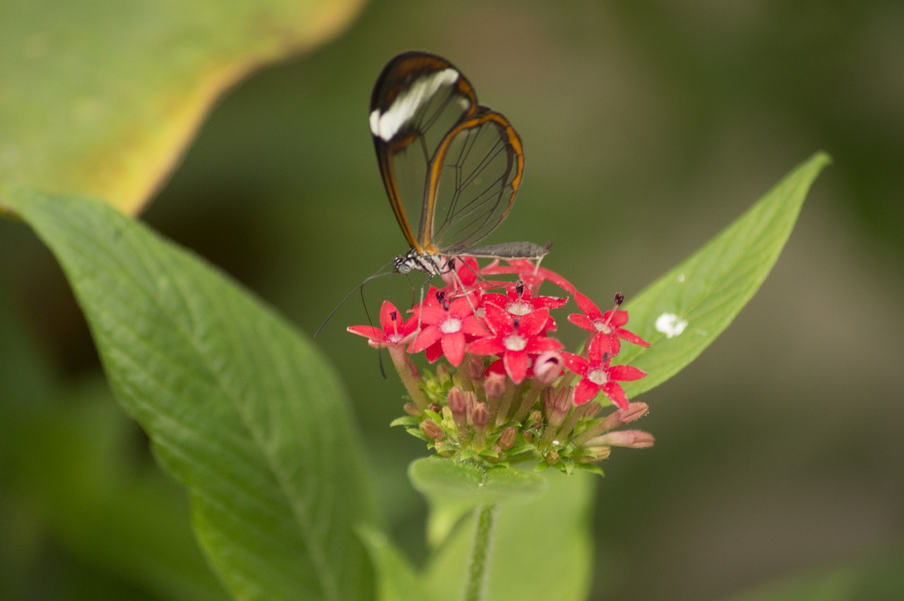 butterfly insect glass butterfly free photo