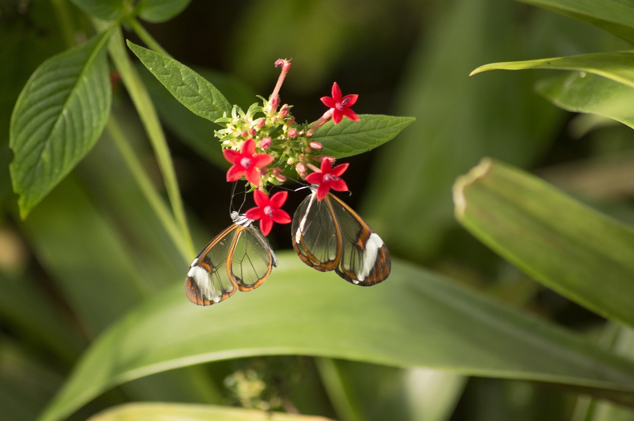 butterfly insect glass butterfly free photo