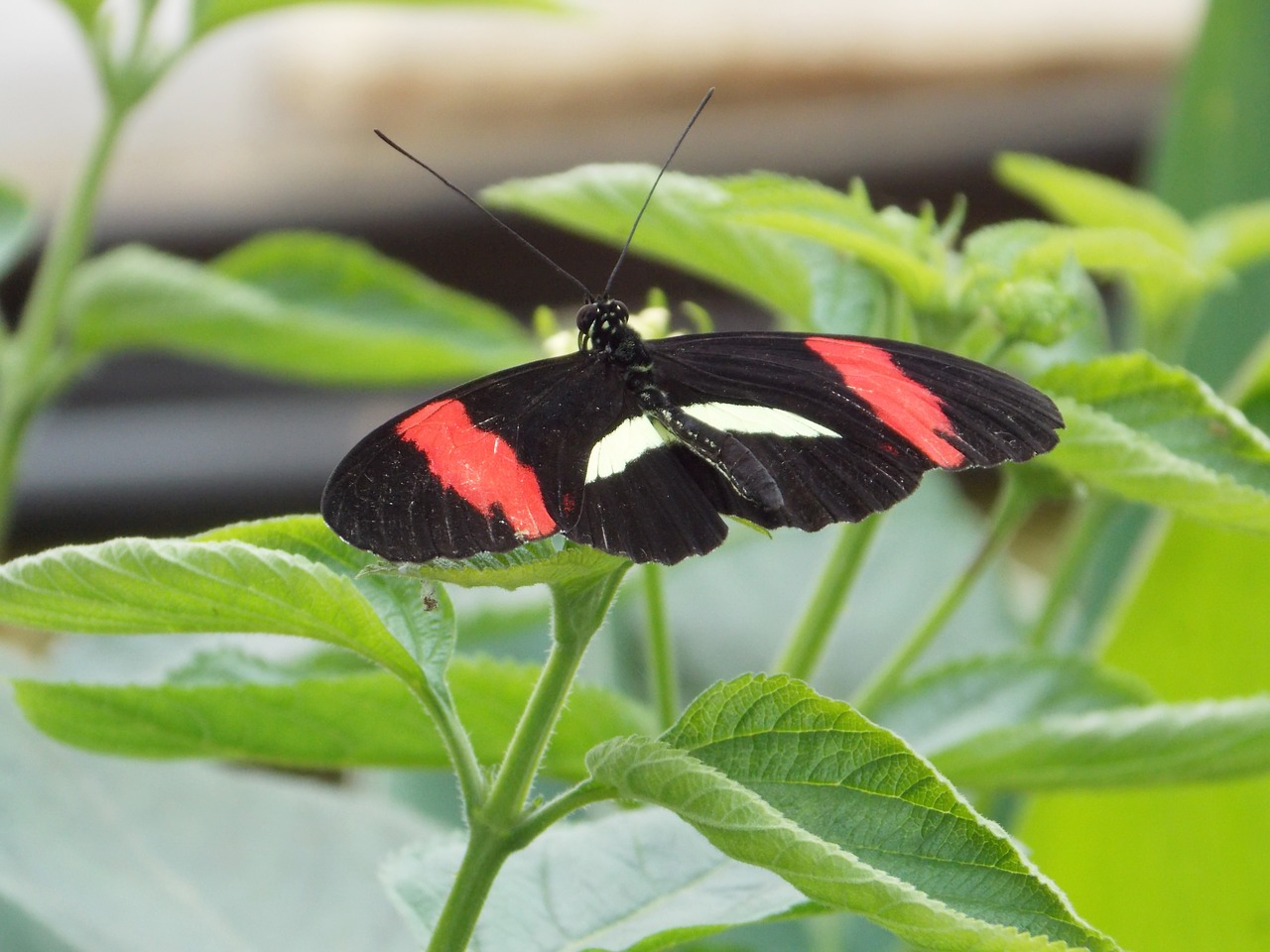 butterfly butterflies nature free photo