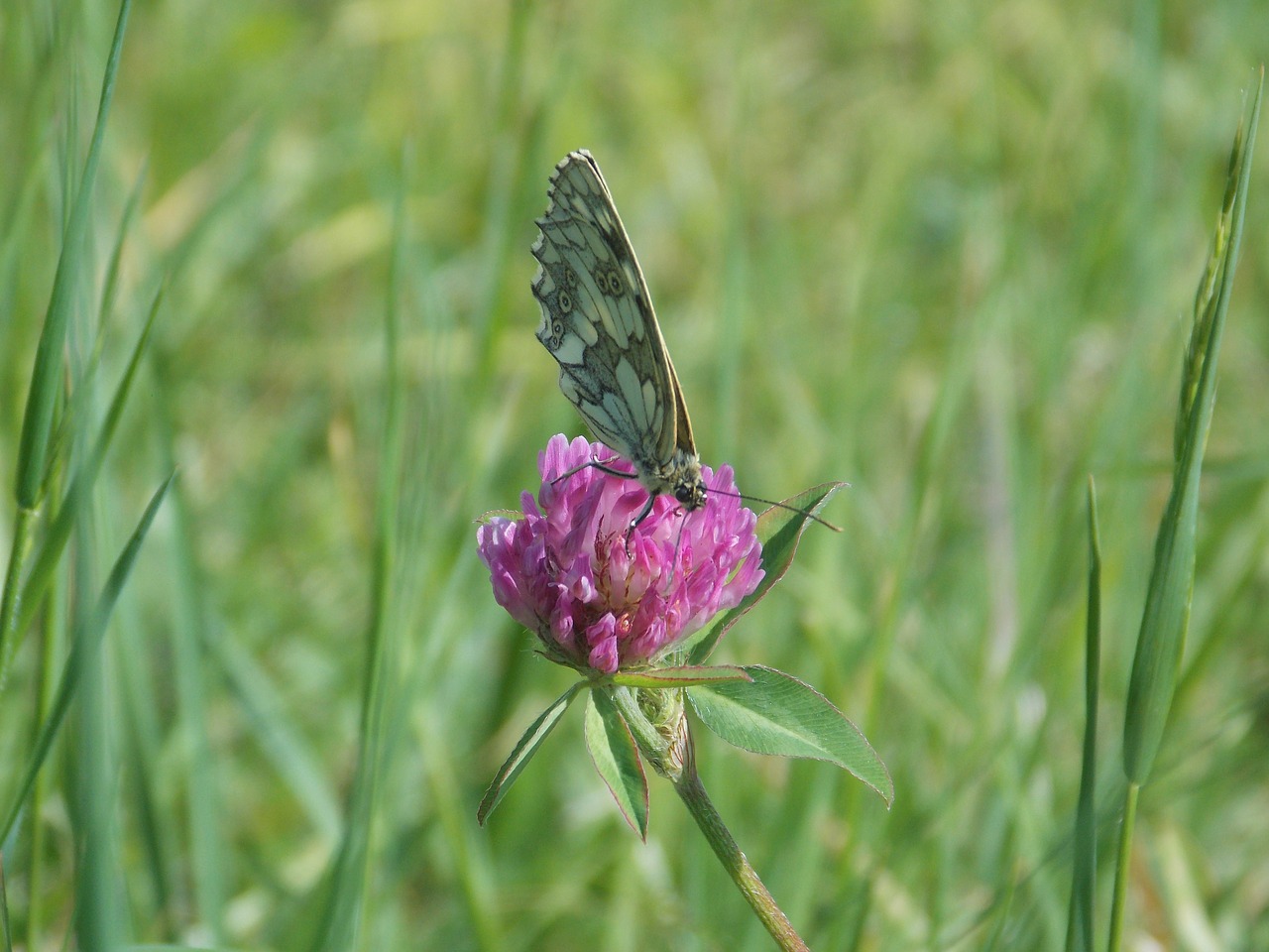 butterfly flower grass free photo