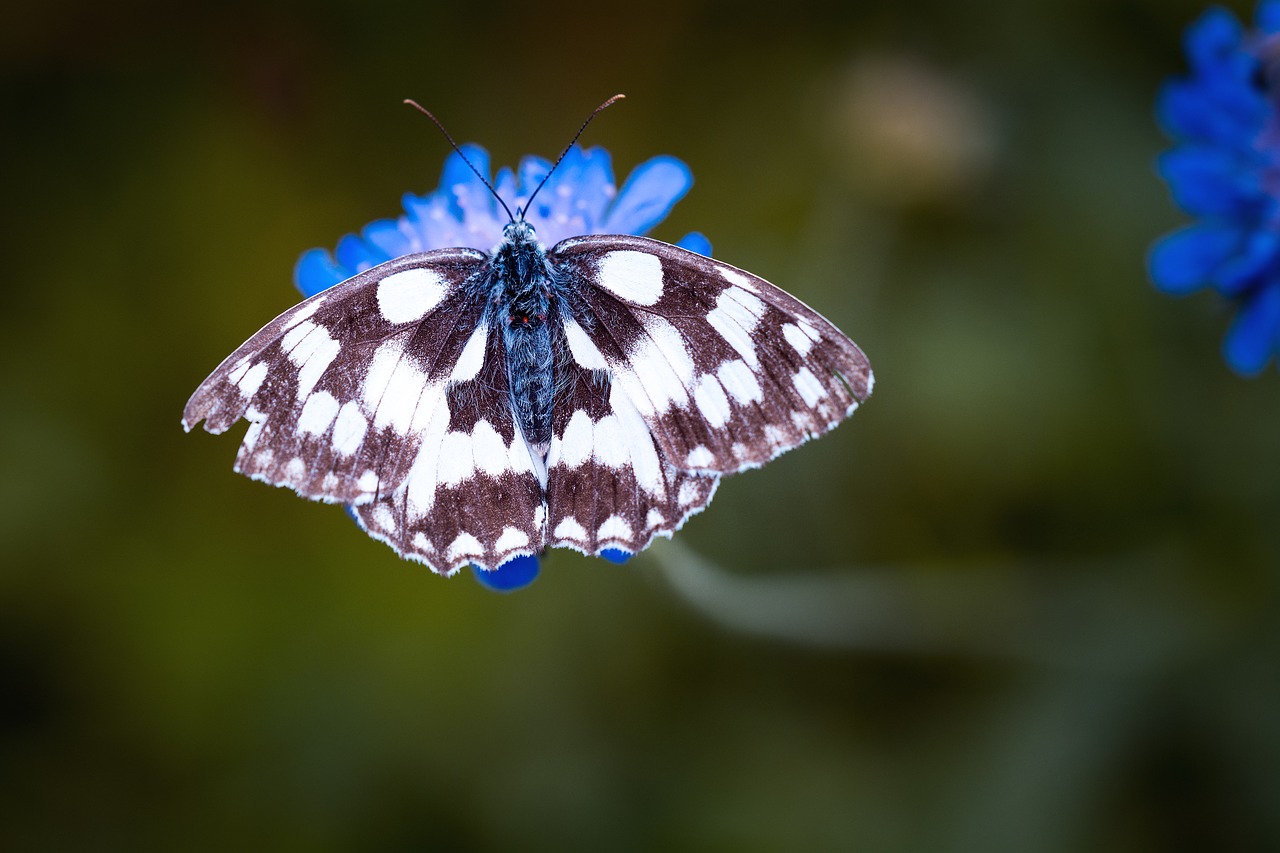 butterfly chess board women's board free photo