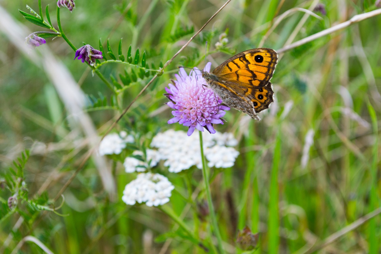 butterfly flower insect free photo