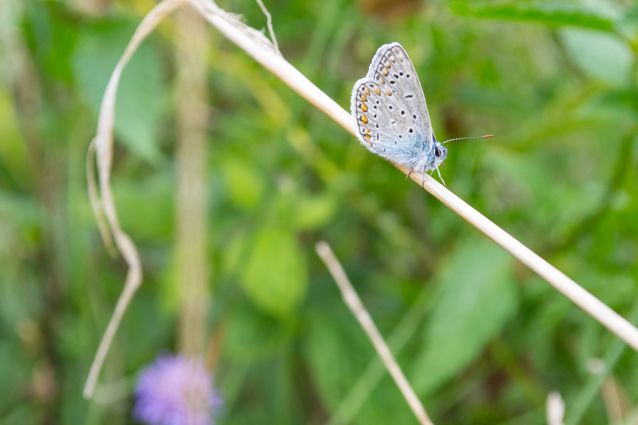 butterfly insect nature free photo