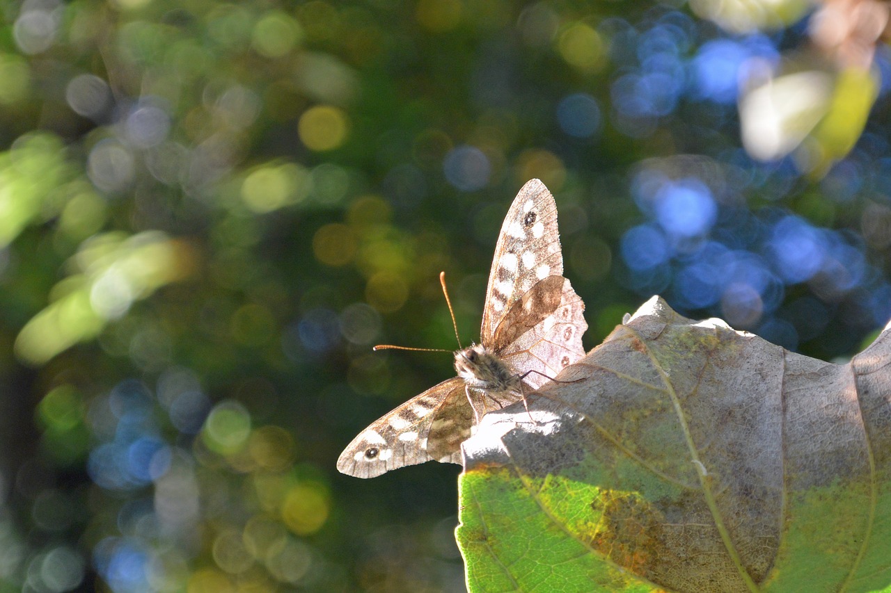 butterfly macro trees free photo