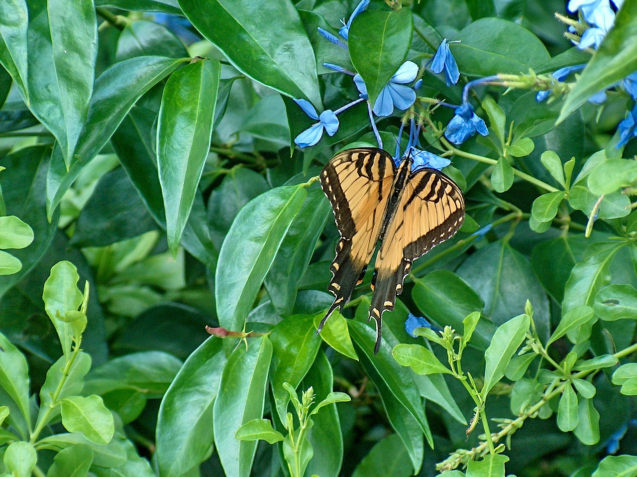 butterfly monarch butterfly on leaves free photo