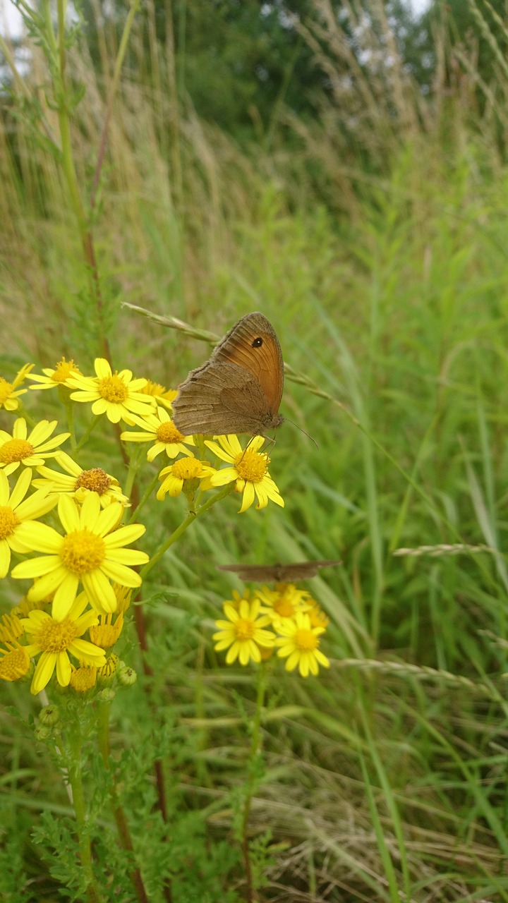 butterfly nature netherlands free photo