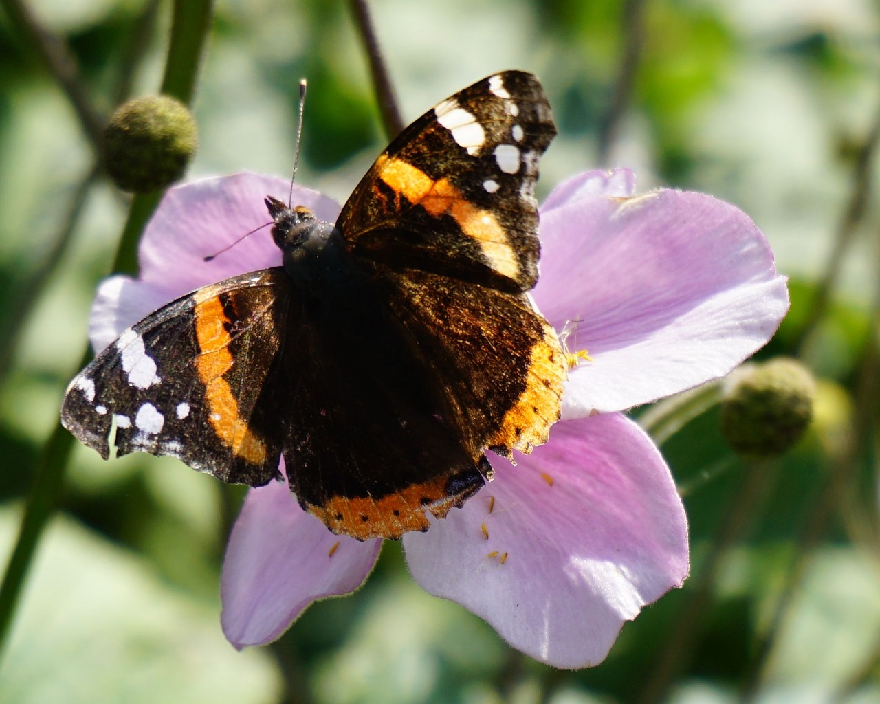 butterfly flower pink free photo