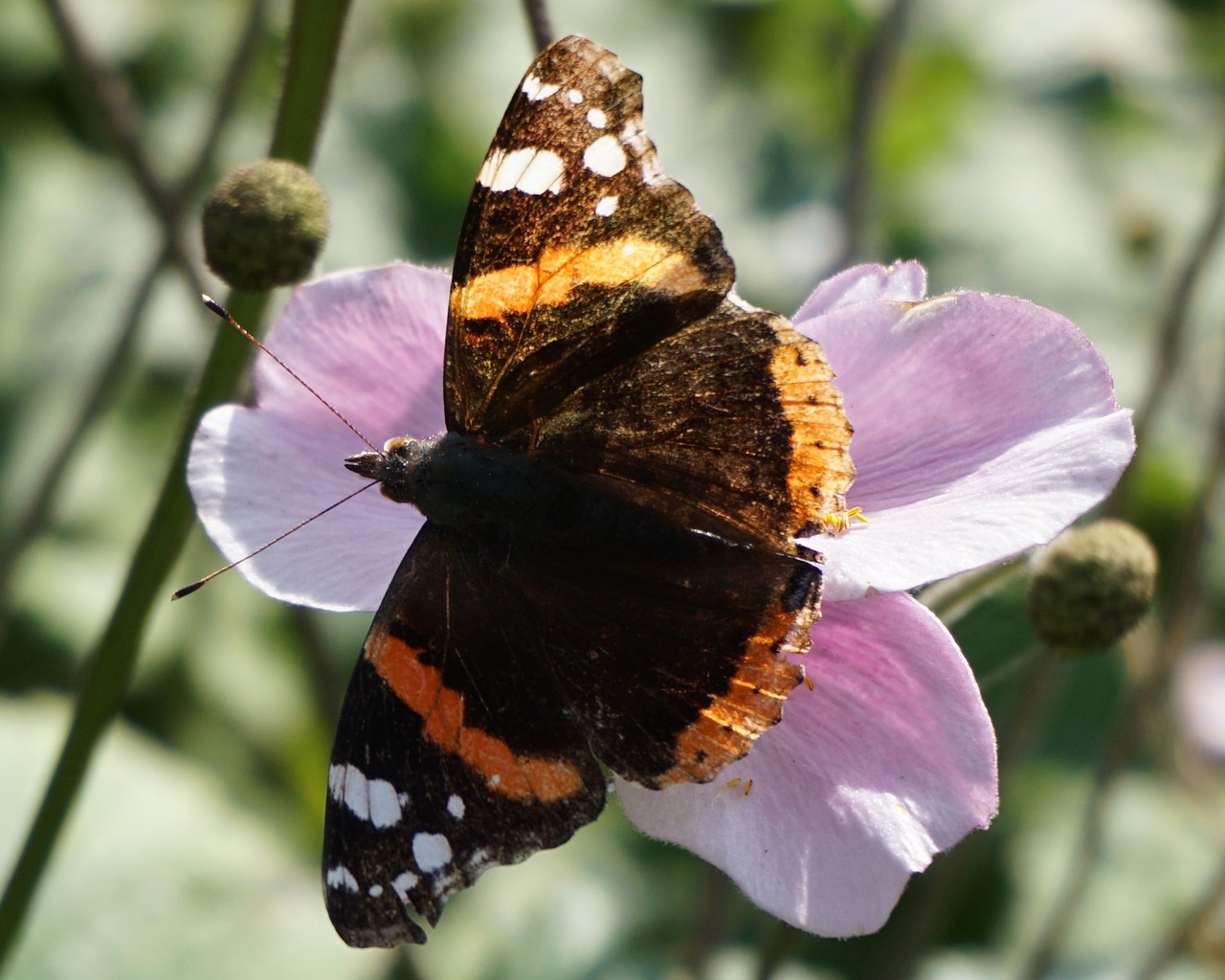 butterfly pink flower free photo