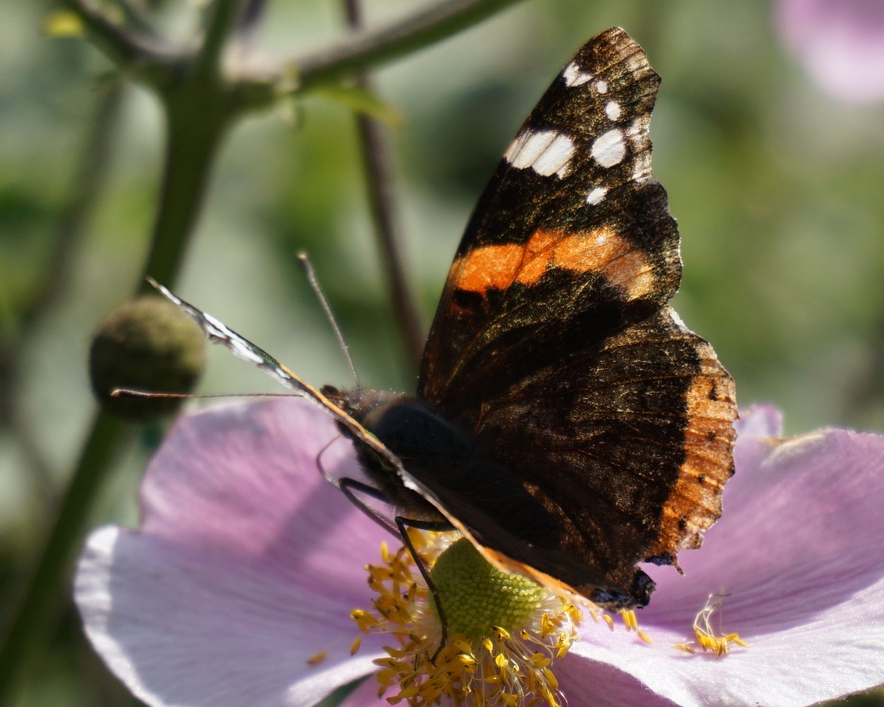 butterfly close up macro free photo