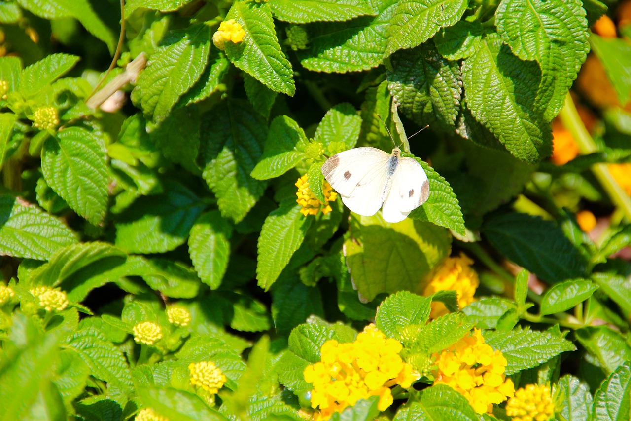 butterfly white nature free photo