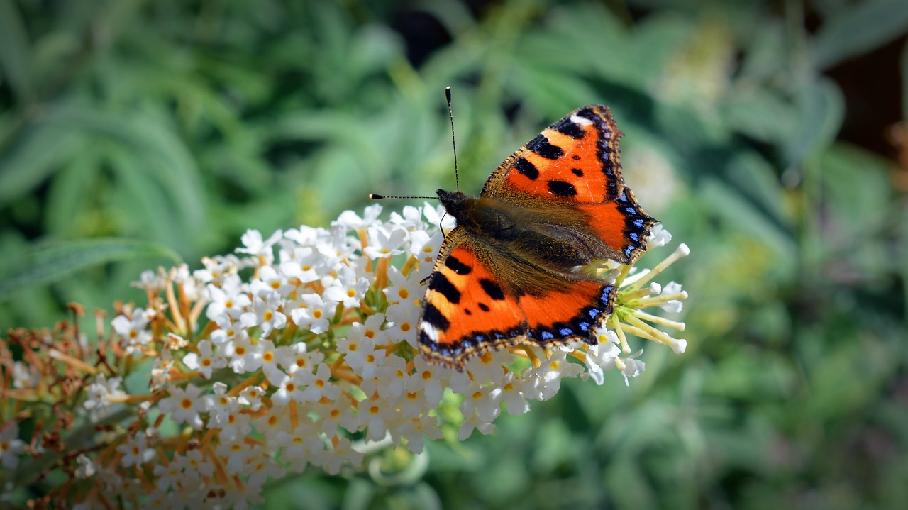 butterfly little fox aglais urticae free photo