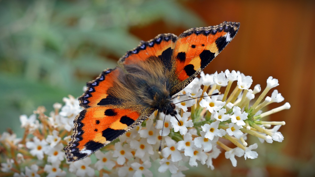 butterfly little fox aglais urticae free photo