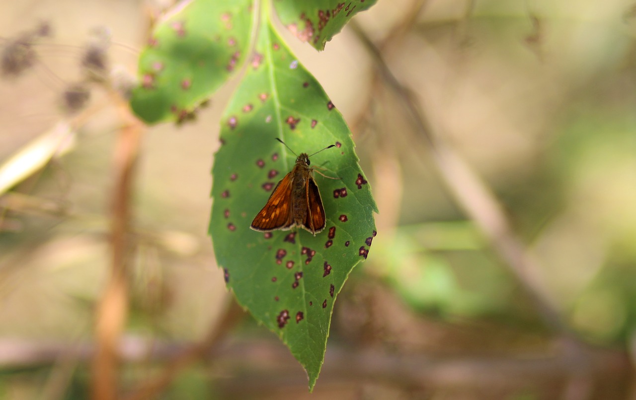 butterfly red leaf free photo